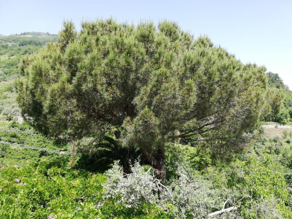Il Giardino Pimonte Exterior foto